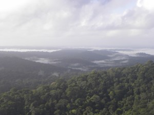 Survol de la forêt tropicale              